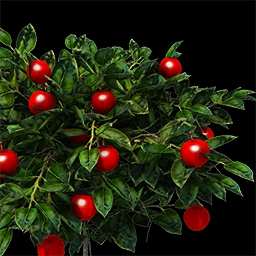 Berries