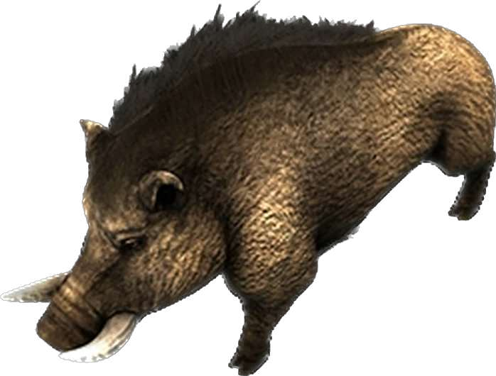 Boar