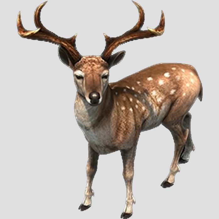 Deer