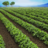 Farms