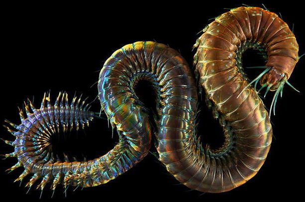 Deep Sea Worm