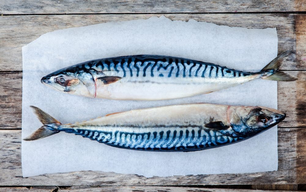 Mackerel Atlantic Best Fish For Brain