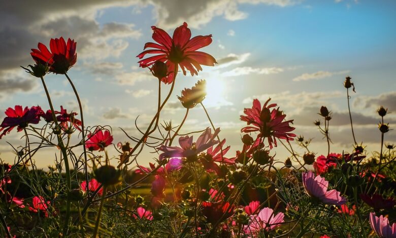 Should longswords be cut from the game? Should longswords be cut from the game?